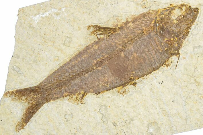 Detailed Fossil Fish (Knightia) - Wyoming #348077